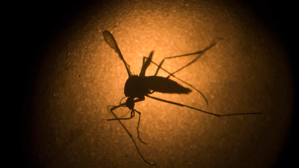 World Malaria Day 2023 - Sputnik India