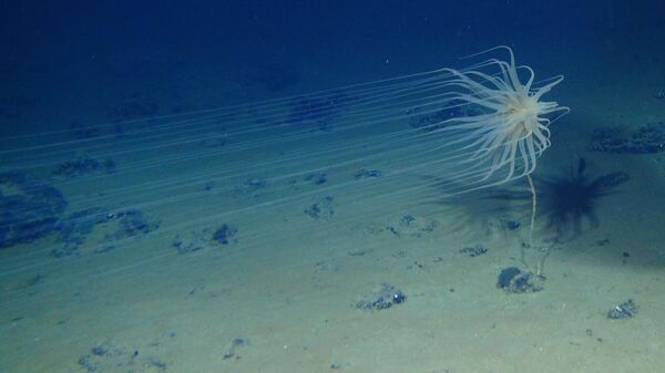 Relicanthus sp. -- новый вид из нового отряда Cnidaria - Sputnik India