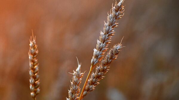 Wheat - Sputnik India