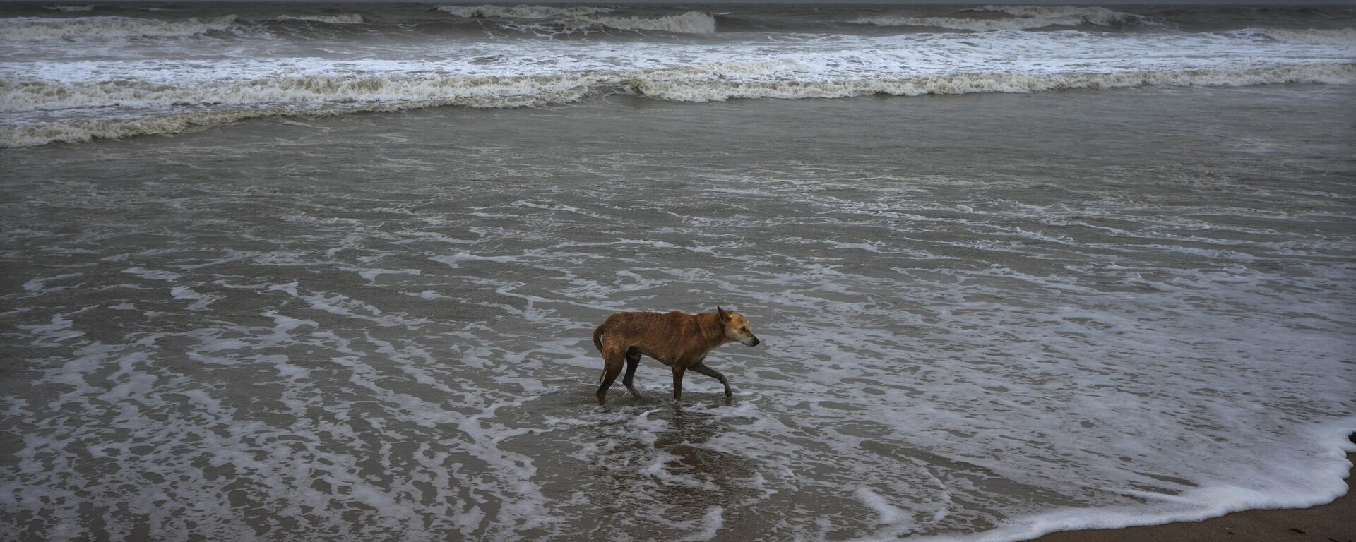 A dog walks at a deserted beach ahead of cyclone Biparjoy's landfall at Mandvi in Kutch district of Gujarat state, India, Thursday, June 15, 2023. - Sputnik India, 1920, 24.10.2023