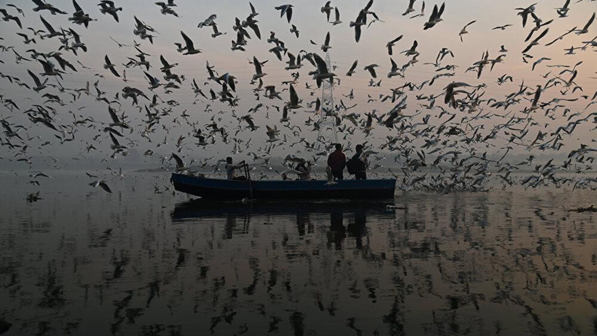 Seagulls around Yamuna River - Sputnik India, 1920, 09.01.2024