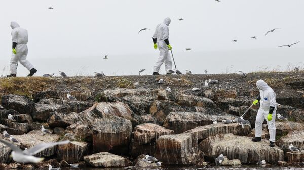 Dead birds are collected along the coast in the Vadso municipality of Finnmark in Norway following a major outbreak of bird flu on July 20, 2023. - Sputnik India