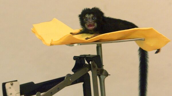 A golden-handed tamarin (Saguinus midas) is weighed on a scale at the zoo of Gettorf, some 30 kilometers (20 miles) north of Kiel, northern Germany, on Wednesday, Sept. 5, 2001. - Sputnik India