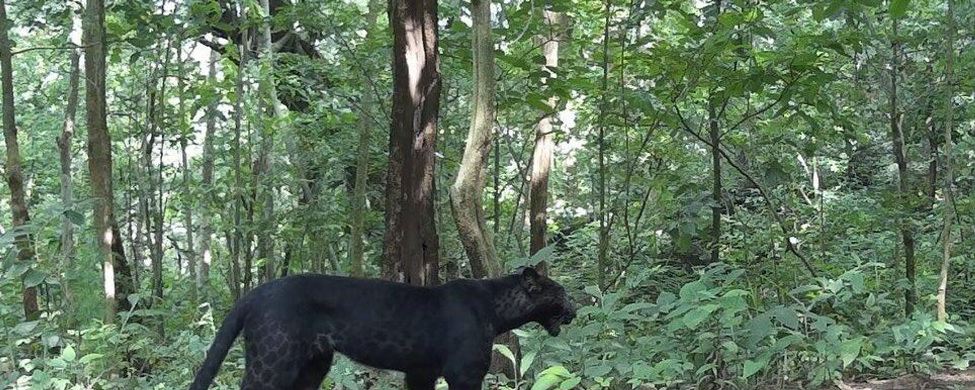Camera Trap Captures Rare Black Leopard In Odisha Forest - Sputnik India, 1920, 30.11.2023