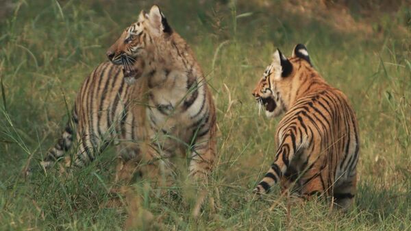 Delhi Zoo Unveils Twin Royal Bengal Tiger Cubs 'Dhatri', 'Dhairya' for Visitors - Sputnik India